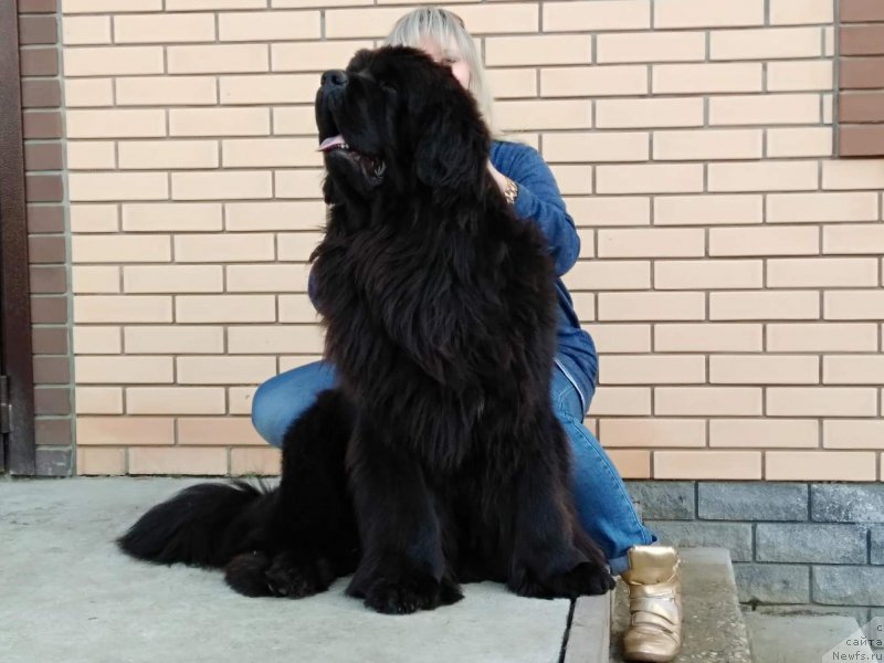 Фото: ньюфаундленд Perun is Antagrada (Перун из Антаграда)