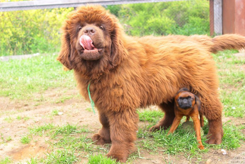 Фото: ньюфаундленд Braunblad MSK Djoy Orson (Браунблад МСК Джой Орсон)