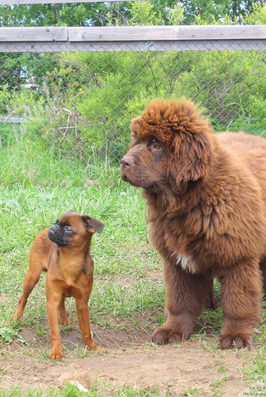 Фото: ньюфаундленд Brownblood MSK Drimi Ein (Браунблад МСК Дрими Эйн)