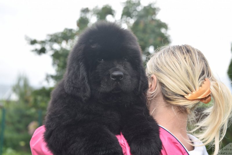 Фото: ньюфаундленд Stealbears Again a Game (Стеалбеарс Агейн э Гэйм)