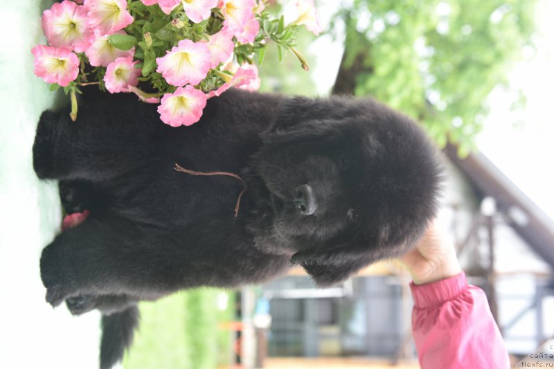 Фото: ньюфаундленд Stealbears Again a Game (Стеалбеарс Агейн э Гэйм)