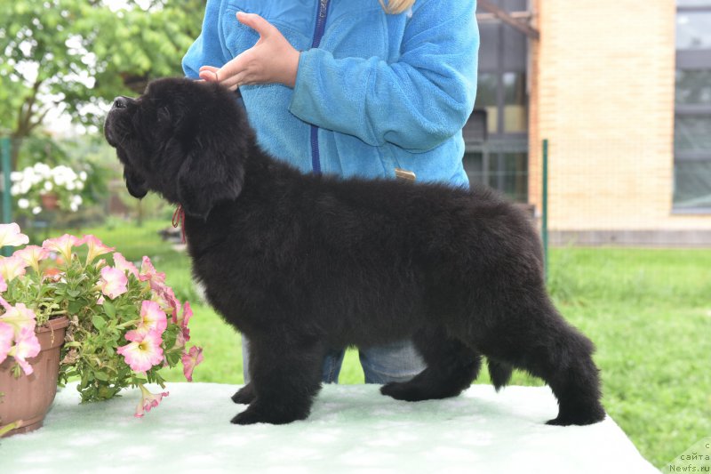 Фото: ньюфаундленд Stealbears Albachiara (Стеалбеарс Альбакьяра)