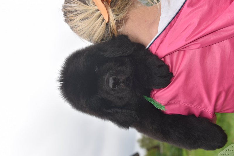 Фото: ньюфаундленд Stealbears Aways on Time at Golden Oak (Стеалбеарс Алвейс он Тайм ат Голден Оак)