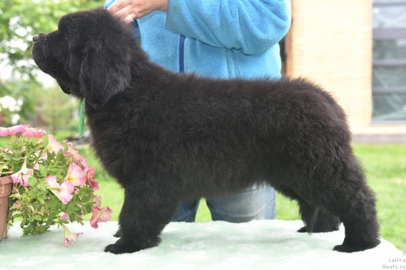 Фото: ньюфаундленд Stealbears Aways on Time at Golden Oak (Стеалбеарс Алвейс он Тайм ат Голден Оак)