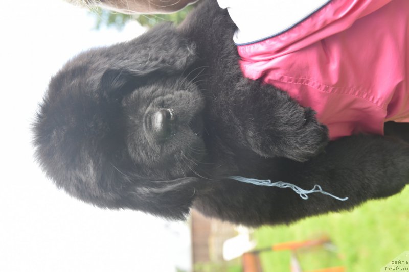 Фото: ньюфаундленд Stealbears Aquamarine (Стеалбеарс Аквамарин)