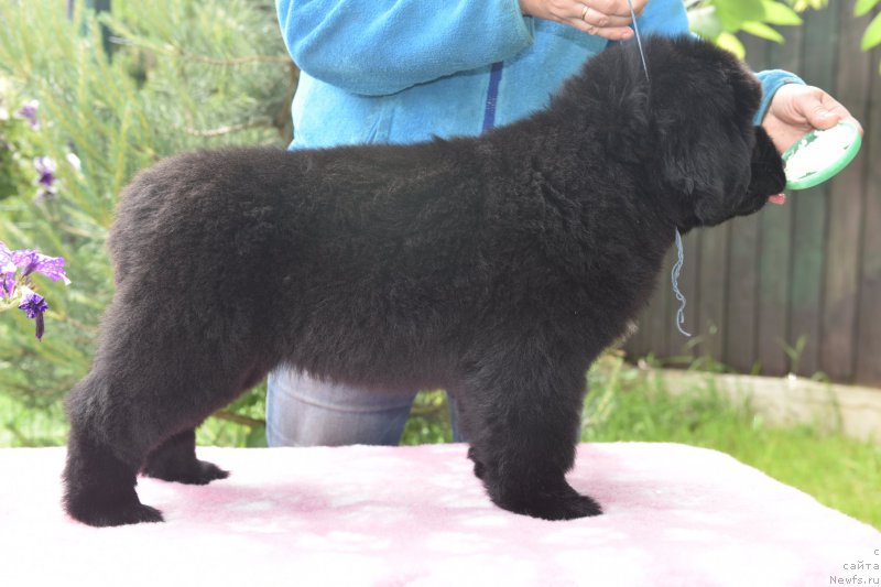 Фото: ньюфаундленд Stealbears Aquamarine (Стеалбеарс Аквамарин)