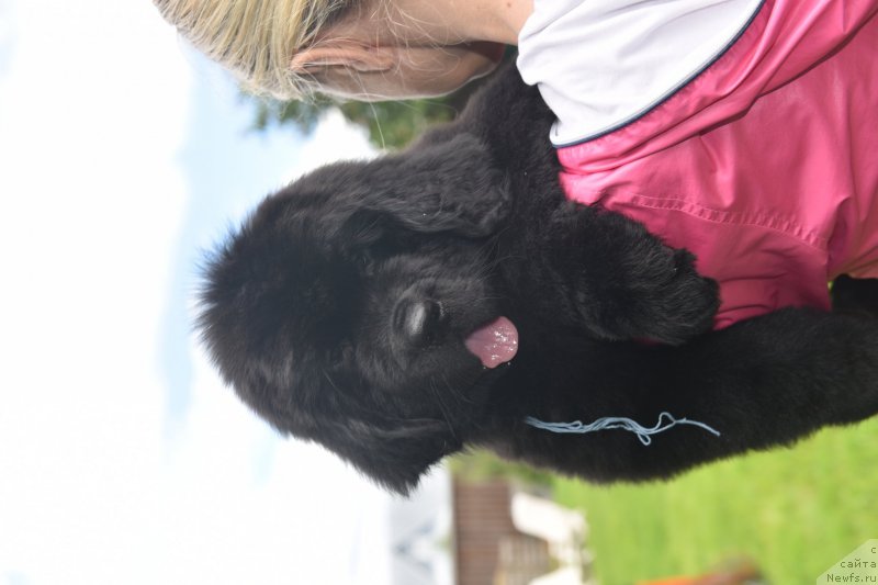 Фото: ньюфаундленд Stealbears Aquamarine (Стеалбеарс Аквамарин)