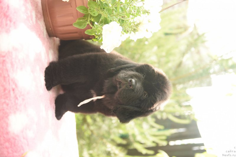 Фото: ньюфаундленд Stealbears At my Best (Стеалбеарс Ат Май Бэст)