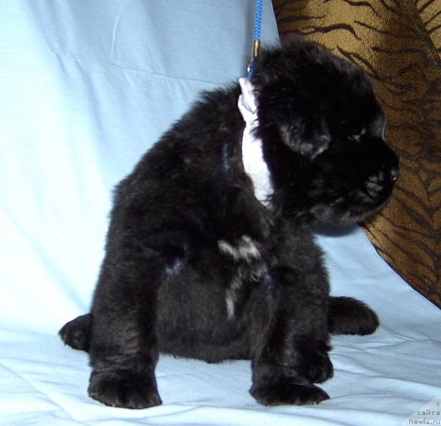 Фото: Щенок от Арго и Яркой Мего Звезды от МД.