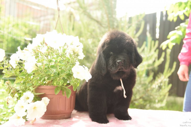 Фото: ньюфаундленд Stealbears At my Best (Стеалбеарс Ат Май Бэст)