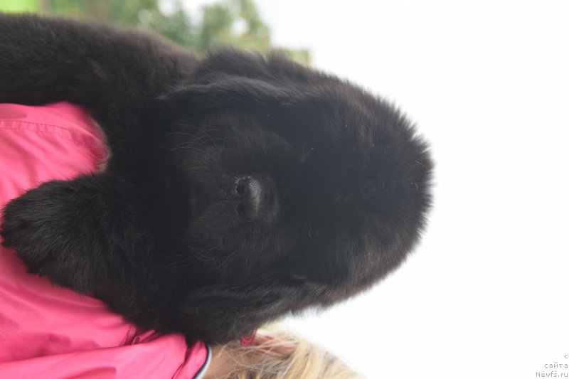 Фото: ньюфаундленд Black Clouds Keep My Soul