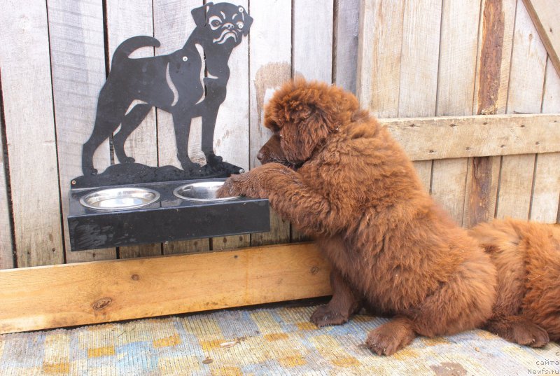 Фото: ньюфаундленд Braunblad MSK Djeyn Vendi (Браунблад МСК Джейн Венди)