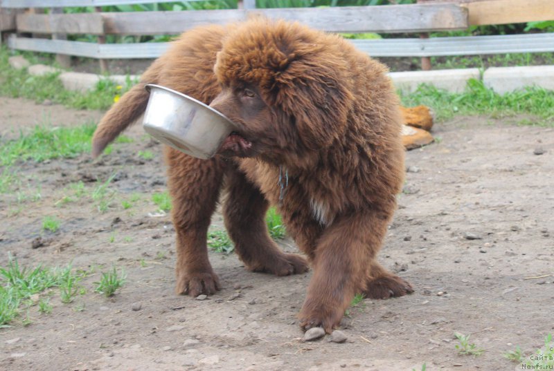 Фото: ньюфаундленд Braunblad MSK Djeyn Vendi (Браунблад МСК Джейн Венди)