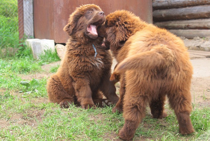 Фото: ньюфаундленд Braunblad MSK Djeyn Vendi (Браунблад МСК Джейн Венди)