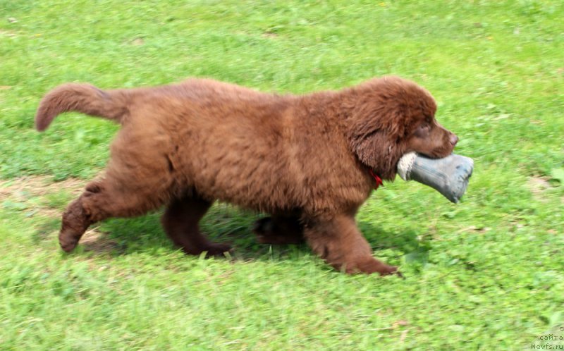 Фото: ньюфаундленд Brownblood MSK Delicia Shari (Браунблад МСК Дэлиция Шари)