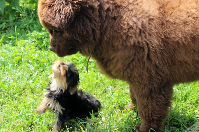 Фото: ньюфаундленд Brownblood MSK Delicia Shari (Браунблад МСК Дэлиция Шари)