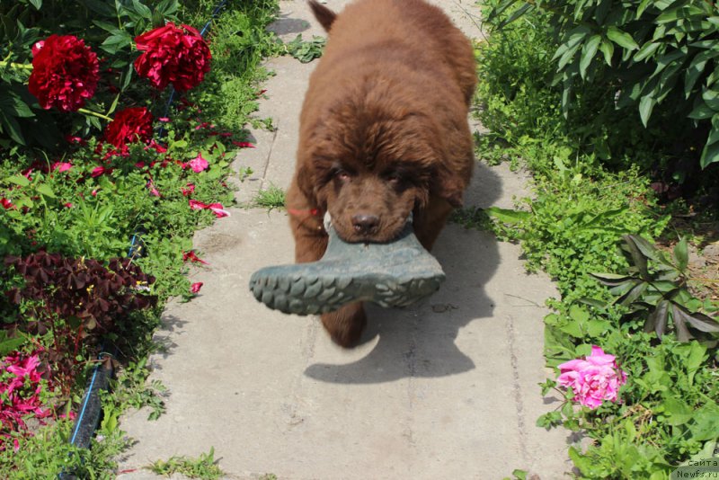 Фото: ньюфаундленд Brownblood MSK Delicia Shari (Браунблад МСК Дэлиция Шари)