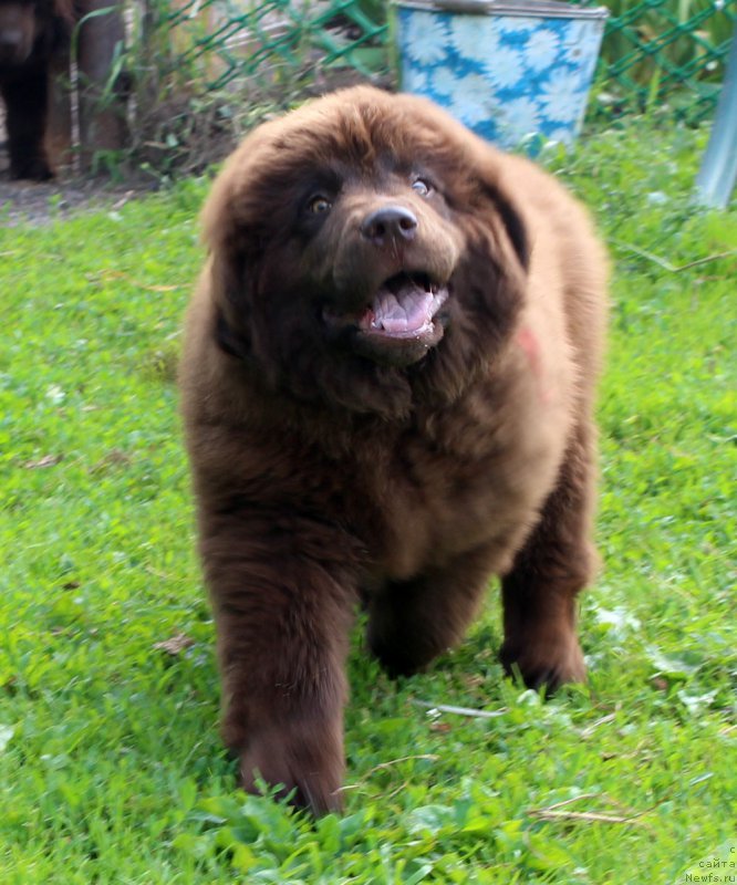 Фото: ньюфаундленд Brownblood MSK Delicia Shari (Браунблад МСК Дэлиция Шари)