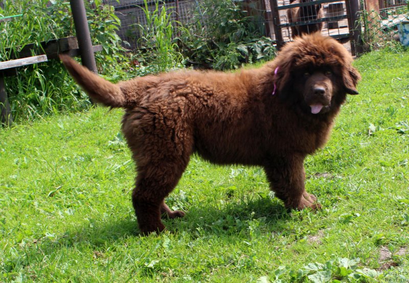 Фото: ньюфаундленд Brownblood MSK Darley Rinna (Браунблад МСК Дарли Ринна)