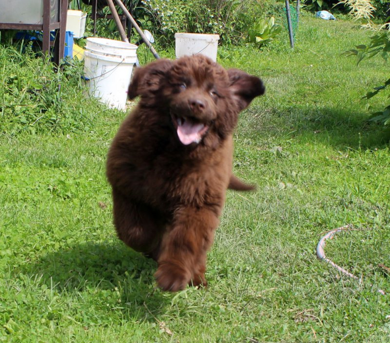 Фото: ньюфаундленд Brownblood MSK Darley Rinna (Браунблад МСК Дарли Ринна)