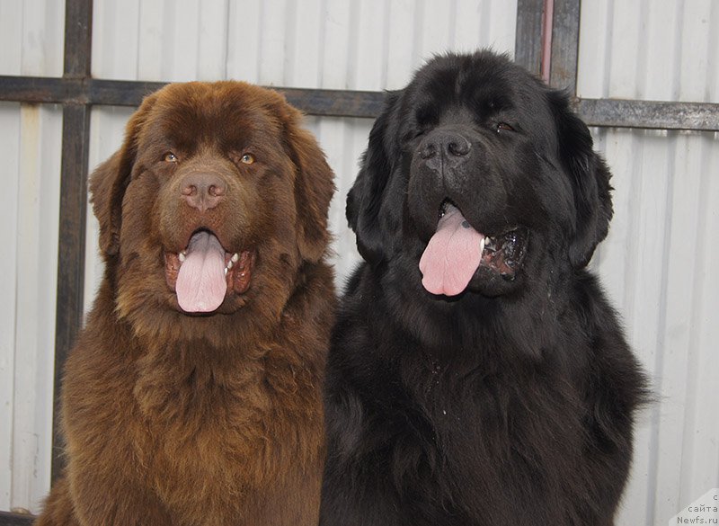 Фото: ньюфаундленд Super Bizon Ollisiya (Супер Бизон Оллисия), ньюфаундленд Super Bizon Simfoniya (Супер Бизон Симфония)