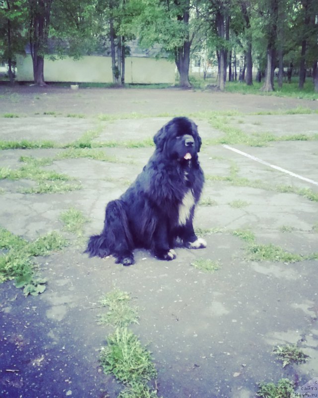 Фото: ньюфаундленд Stardi Kollekshn Baloven' (Старди Коллекшн Баловень)