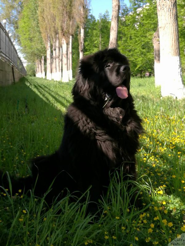 Фото: ньюфаундленд Super Premium Cirius (Супер Премиум Цириус)