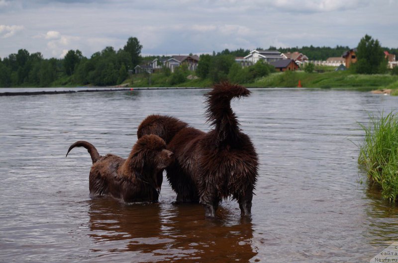 Фото: ньюфаундленд Brownblood MSK Abrams-Strong (Браунблад МСК Абрамс-Стронг), ньюфаундленд Brownblood MSK Larchie Ardon (Браунблад МСК Ларчи Ардон)