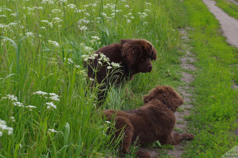 Фото: ньюфаундленд Brownblood MSK Abrams-Strong (Браунблад МСК Абрамс-Стронг), ньюфаундленд Brownblood MSK Larchie Ardon (Браунблад МСК Ларчи Ардон)