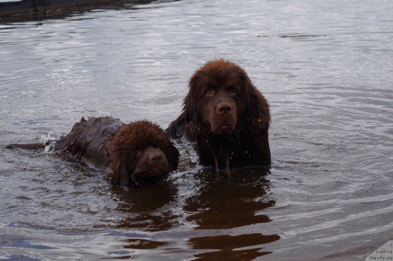 Фото: ньюфаундленд Brownblood MSK Larchie Ardon (Браунблад МСК Ларчи Ардон), ньюфаундленд Brownblood MSK Abrams-Strong (Браунблад МСК Абрамс-Стронг)