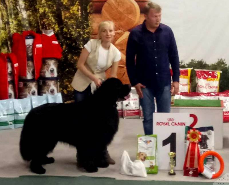 Фото: ньюфаундленд Dar Svezyi Sii YEnd YEdmire (Дар Свезы Сии Энд Эдмире)