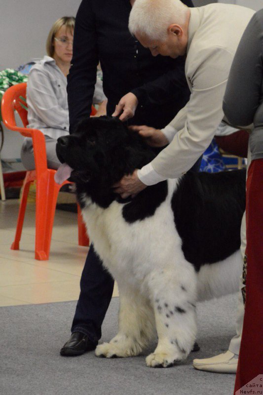Фото: ньюфаундленд Super Bizon Matil'da (Супер Бизон Матильда)