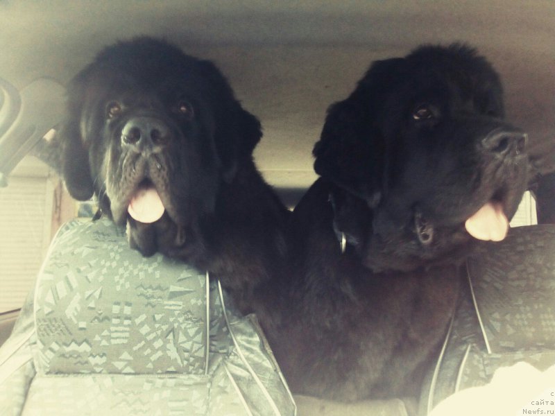 Фото: ньюфаундленд Chernaya Mafia Blues In The Night (Черная Мафия Блуес Ин Тхе Нигхт), ньюфаундленд Chernaya Mafia Because I Am Worth It (Черная Мафия Бекаусе И Ам Вортх Ит)