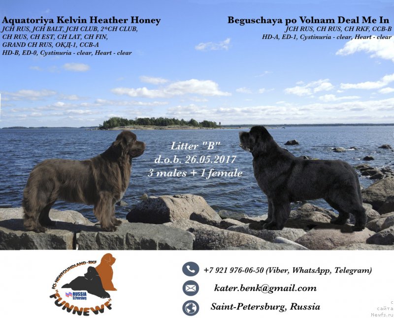 Фото: ньюфаундленд Aquatoriya Kelvin Heather Honey (Акватория Келвин Хизер Хани), ньюфаундленд Beguschaya po Volnam Deal Me In (Бегущая по Волнам Деал Ме Ин)