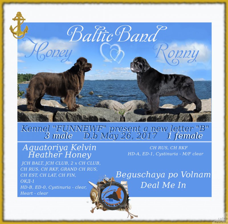 Фото: ньюфаундленд Aquatoriya Kelvin Heather Honey (Акватория Келвин Хизер Хани), ньюфаундленд Beguschaya po Volnam Deal Me In (Бегущая по Волнам Деал Ме Ин)