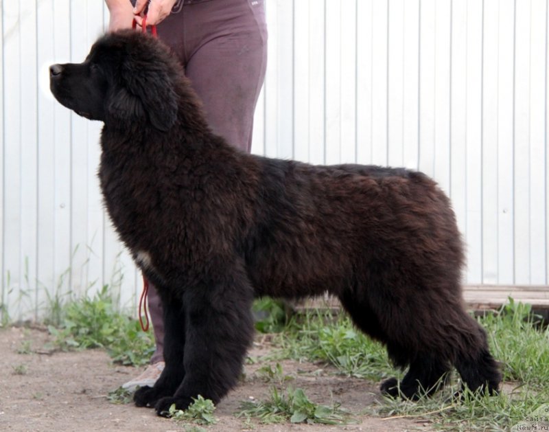 Фото: ньюфаундленд Akvian Song Turandot (Аквиан Сонг Турандот)