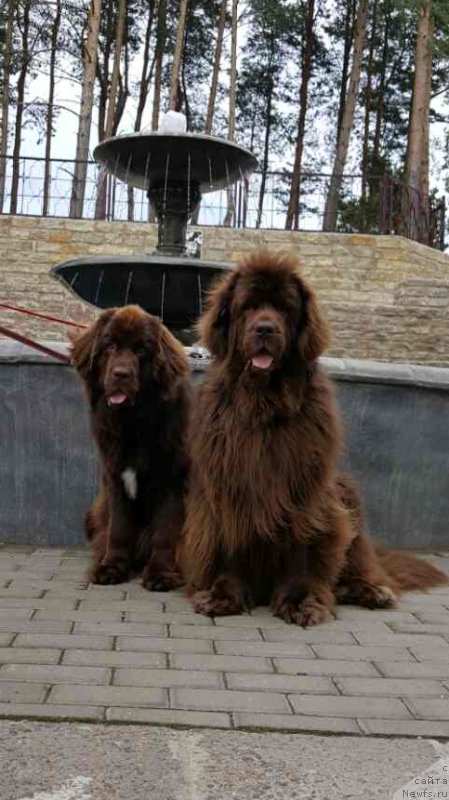 Фото: ньюфаундленд Newettas Vanessa, ньюфаундленд Brownblood MSK Alpina Guardian Soul (Браунблад МСК Альпина Гуардиан Соул)