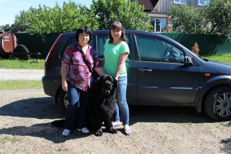 Фото: ньюфаундленд CHarl'z Balu Blek Biar (Чарльз Балу Блек Биар)