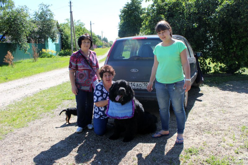 Фото: ньюфаундленд CHarl'z Balu Blek Biar (Чарльз Балу Блек Биар), Elena SHmeleva (Елена Шмелева)