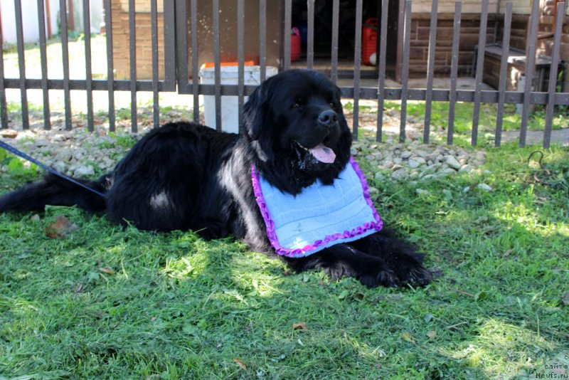 Фото: ньюфаундленд CHarl'z Balu Blek Biar (Чарльз Балу Блек Биар)