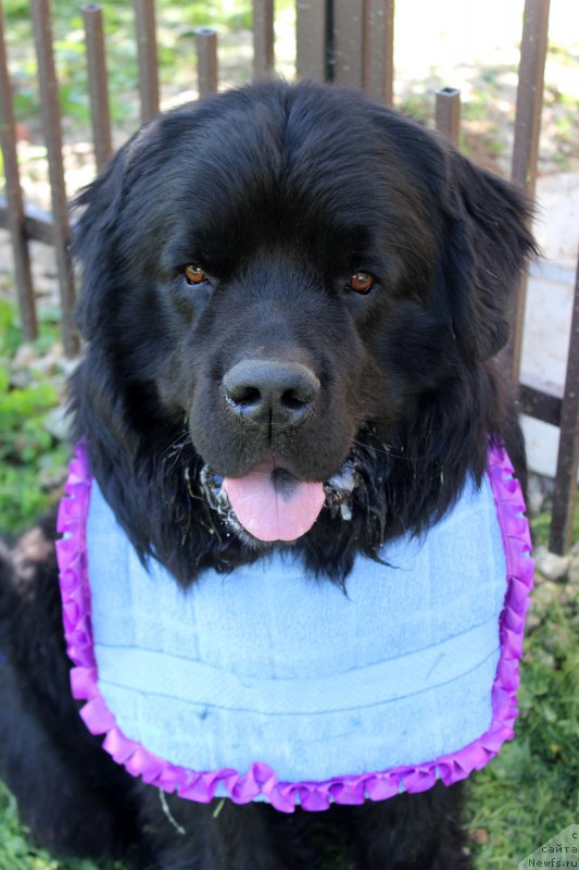 Фото: ньюфаундленд CHarl'z Balu Blek Biar (Чарльз Балу Блек Биар)