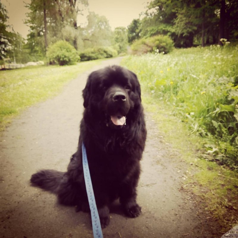 Фото: ньюфаундленд CHarl'z Balu Blek Biar (Чарльз Балу Блек Биар)