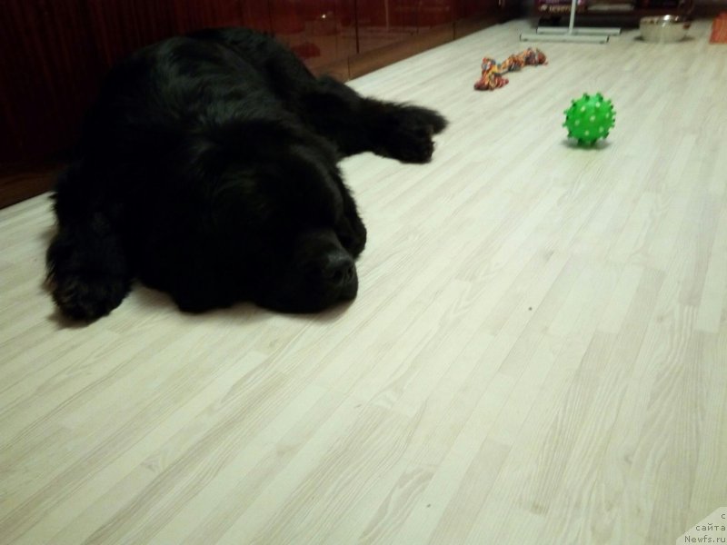 Фото: ньюфаундленд CHarl'z Balu Blek Biar (Чарльз Балу Блек Биар)