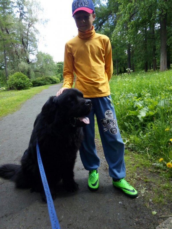 Фото: ньюфаундленд CHarl'z Balu Blek Biar (Чарльз Балу Блек Биар)