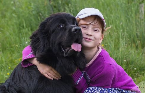 Фото: ньюфаундленд Chernaya Mafia Ball of Fire (Черная Мафия Балл оф Фире)