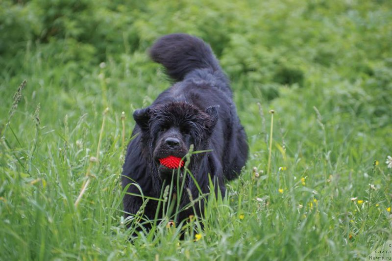 Фото: ньюфаундленд Chernaya Mafia Ball of Fire (Черная Мафия Балл оф Фире)