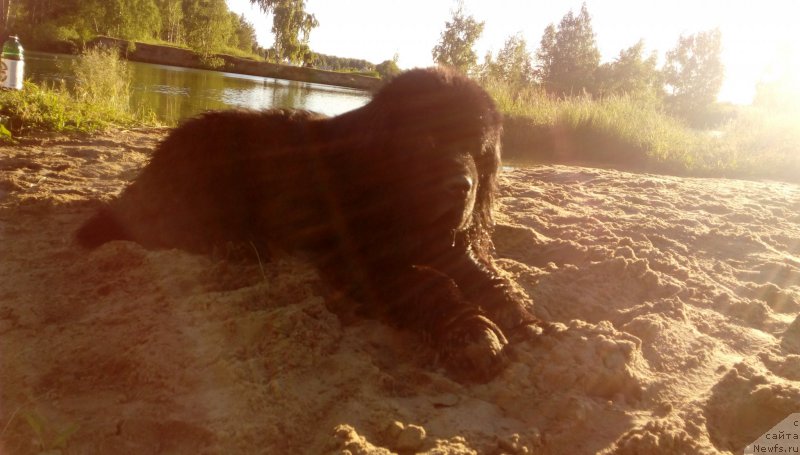 Фото: ньюфаундленд Amulet Lyubvi i Schastya (Амулет Любви и Счастья)