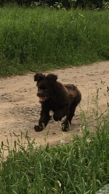 Фото: ньюфаундленд Brownblood MSK Larchie Ardon (Браунблад МСК Ларчи Ардон)