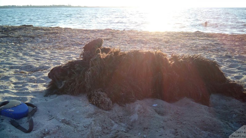 Фото: ньюфаундленд Sirius Blyek Vyey (Сириус Блэк Вэй)