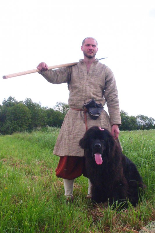 Фото: ньюфаундленд Chernaya Mafia Blackberry Blossom (Черная Мафия Бласкберру Блоссом)